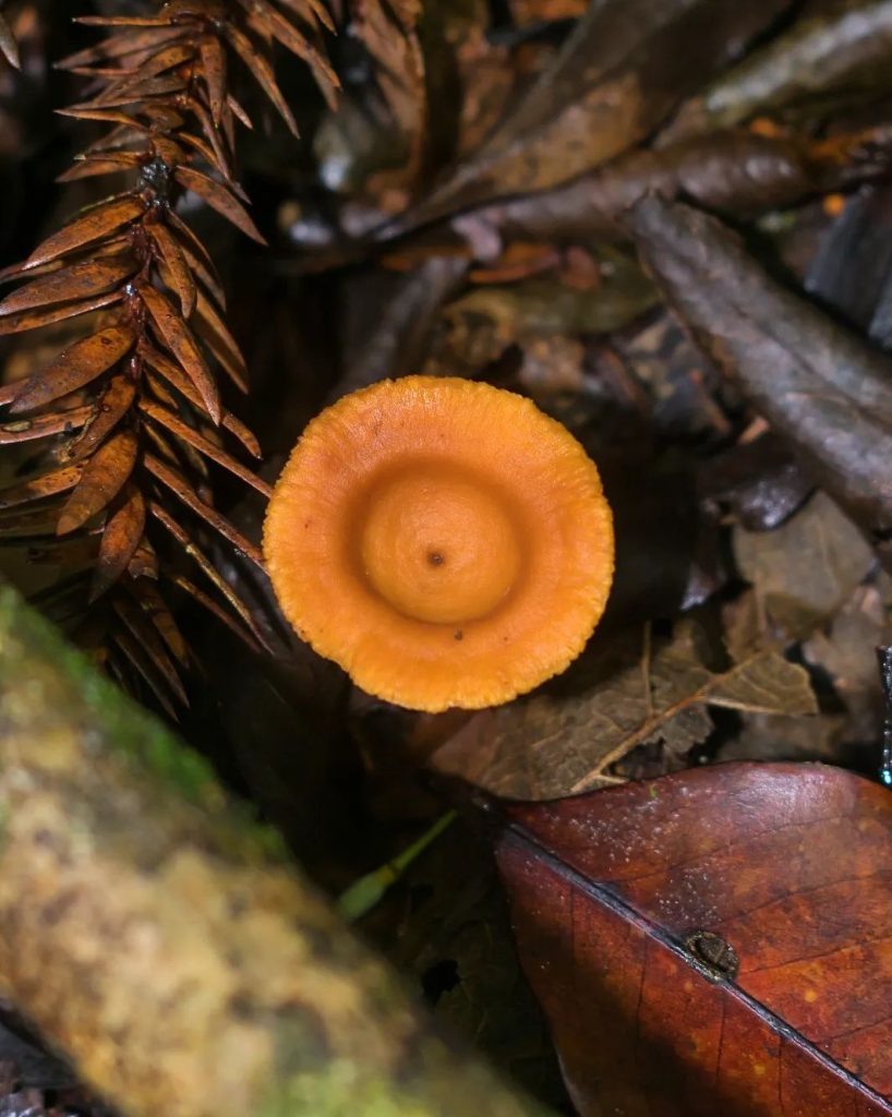 Polyporus guianensis