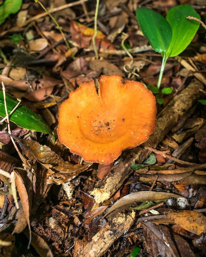 Polyporus guianensis