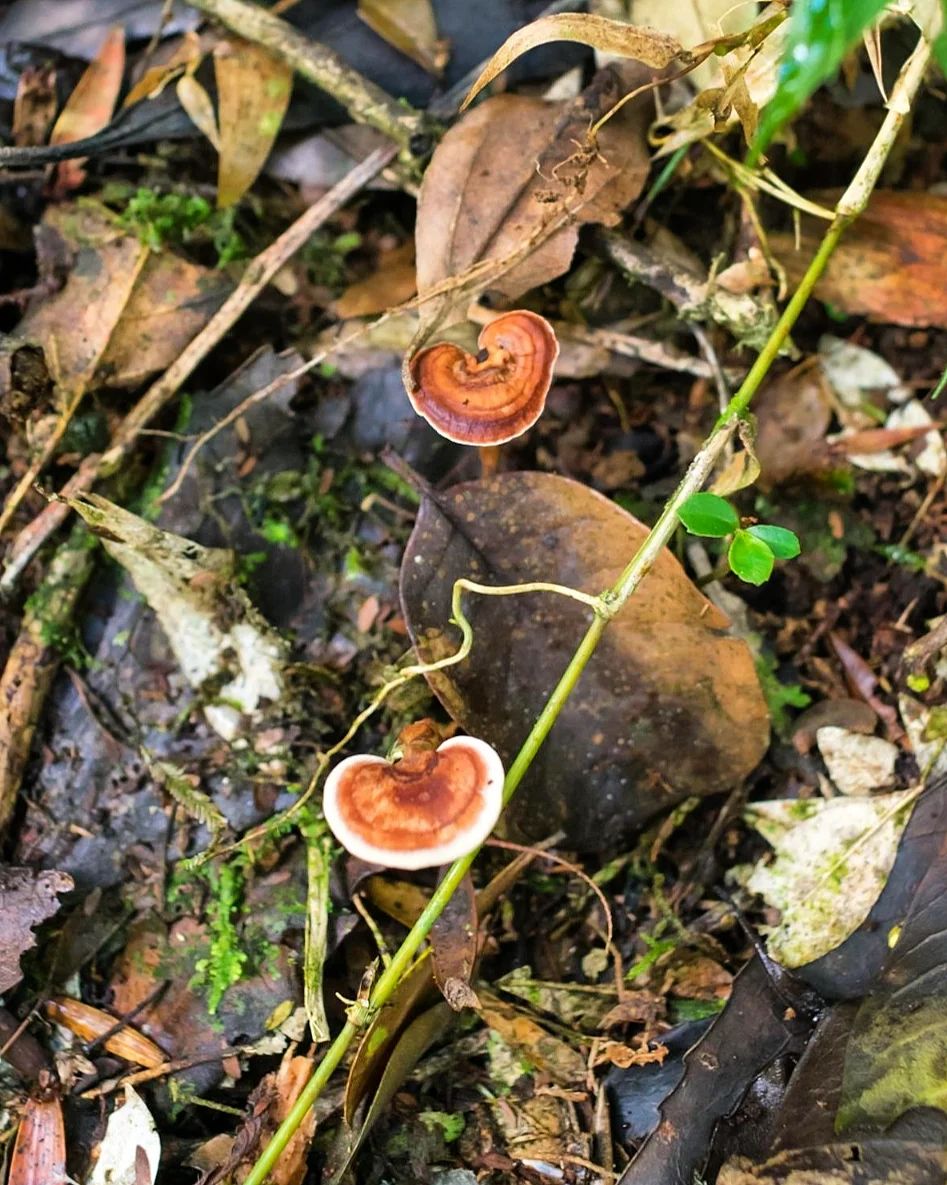 amauroderma-fungo (1)