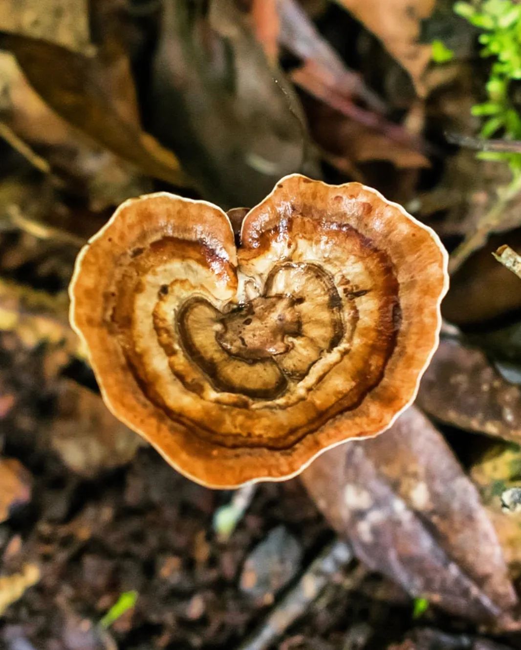 amauroderma-fungo (2)