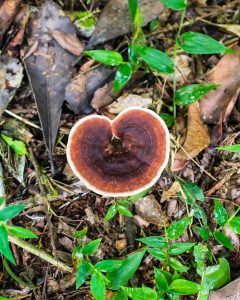 amauroderma-fungo (3)