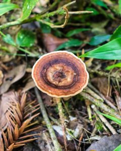 amauroderma-fungo (4)