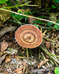 amauroderma-fungo (5)