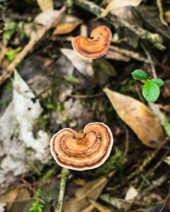 amauroderma-fungo (6)