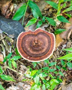 amauroderma-fungo (7)