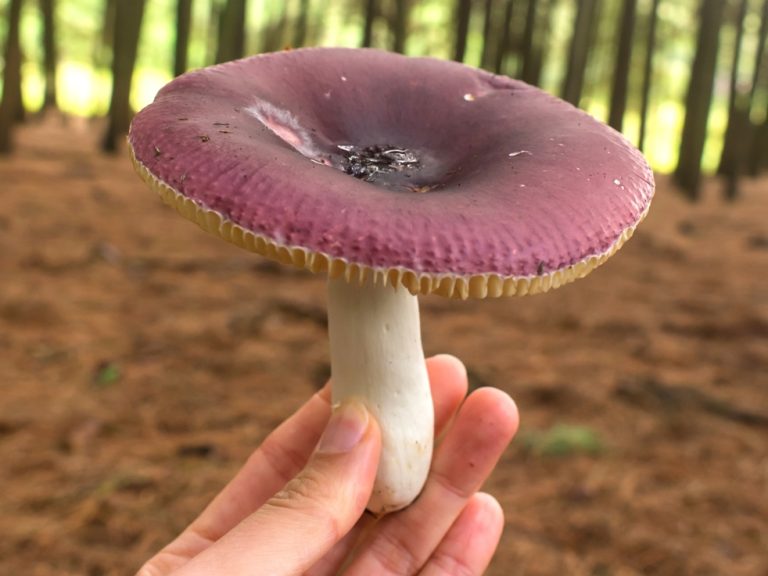 Russula sardonia | Lindo cogumelo roxo na Serra Gaúcha