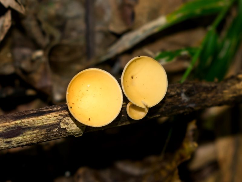 Cookeina colensoi | Fungo amarelo na Serra Gaúcha