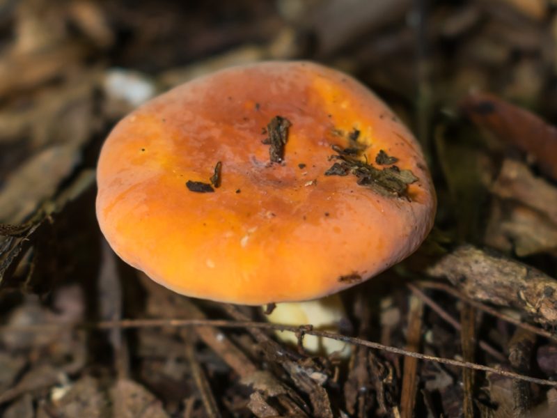 Cogumelo do gênero Lactifluus na Serra Gaúcha