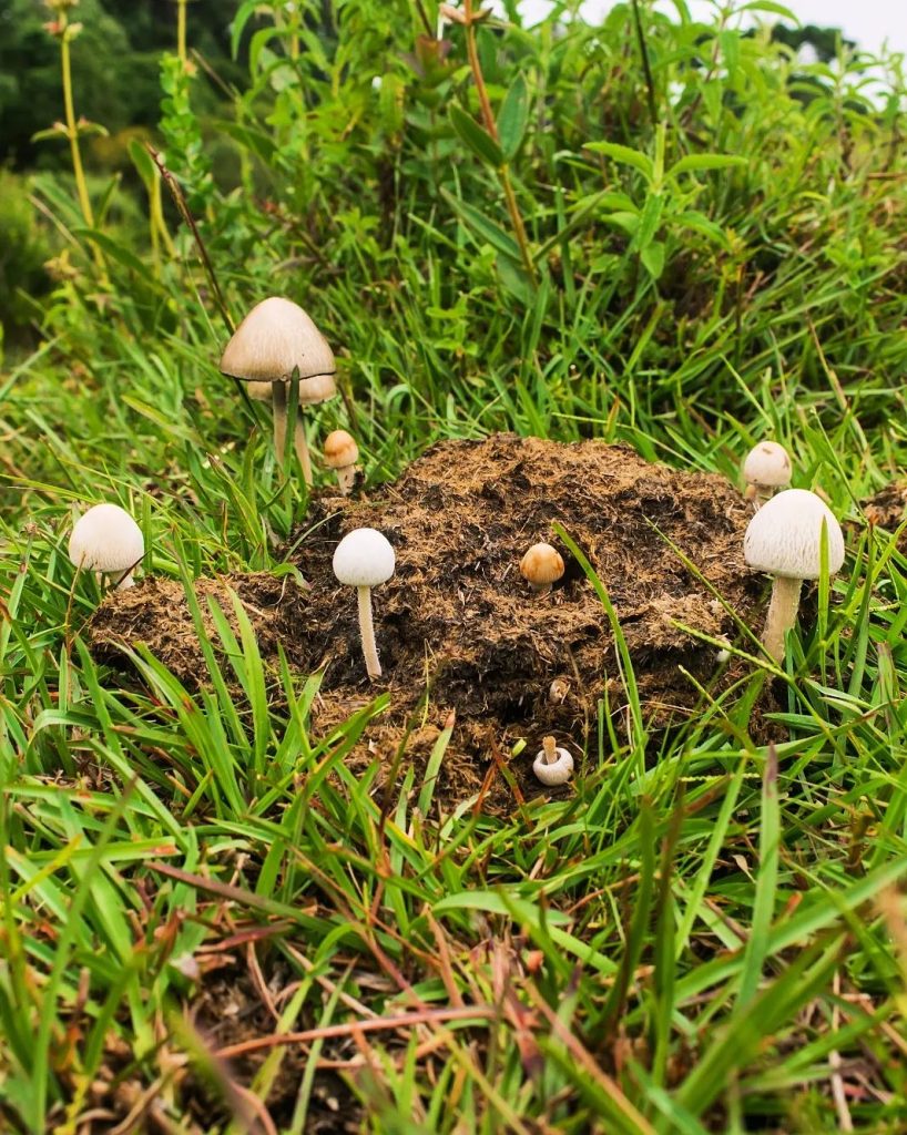 Panaeolus antillarum na Serra Gaúcha