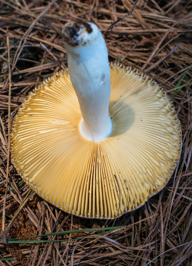 Cogumelo Russula sardonia no Brasil