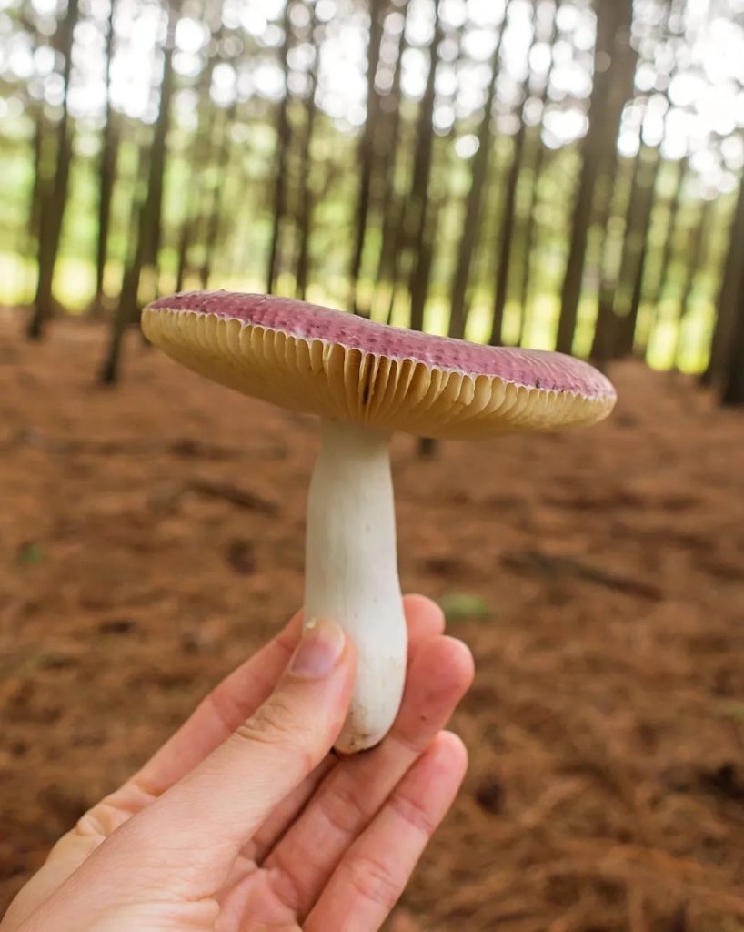 Cogumelo Russula sardonia no Brasil