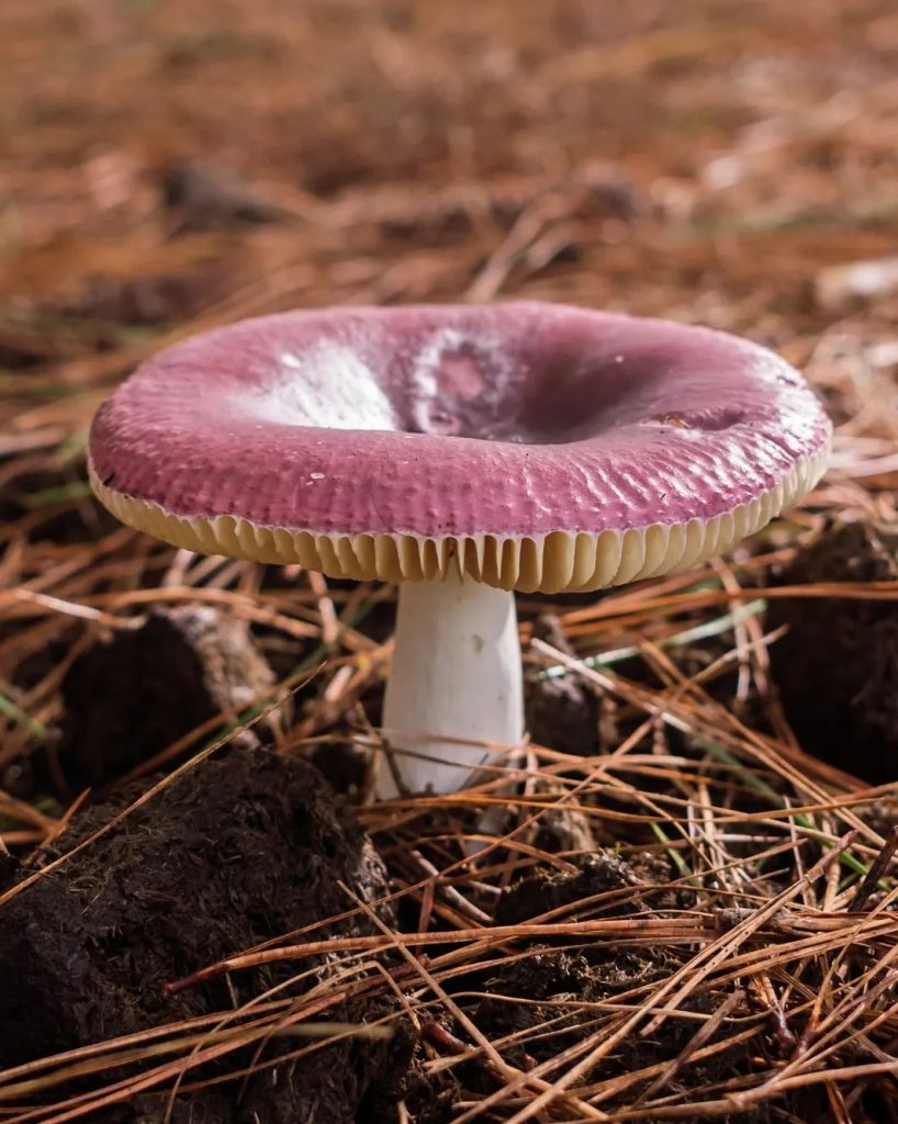 Cogumelo Russula sardonia no Brasil