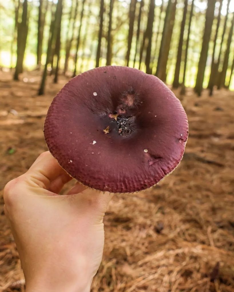 Cogumelo Russula sardonia no Brasil