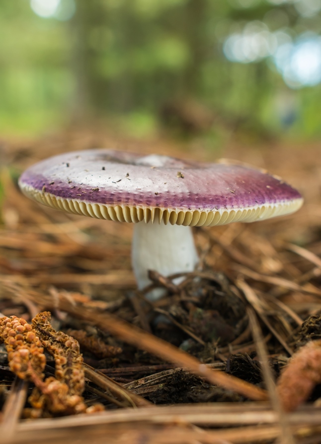 Cogumelo Russula sardonia no Brasil