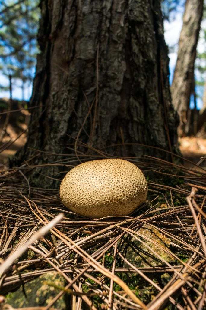 Scleroderma citrinum em frente a Pinus