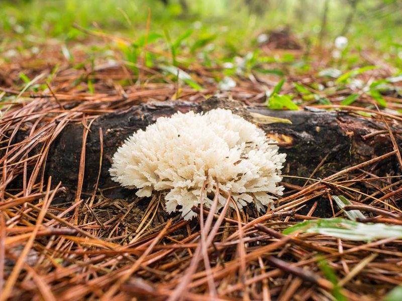 Irpex rosettiformis | Fungo comestível na Serra Gaúcha