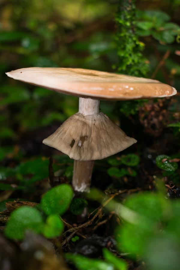 Cogumelo Agaricus