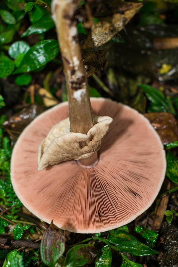 Cogumelo Agaricus