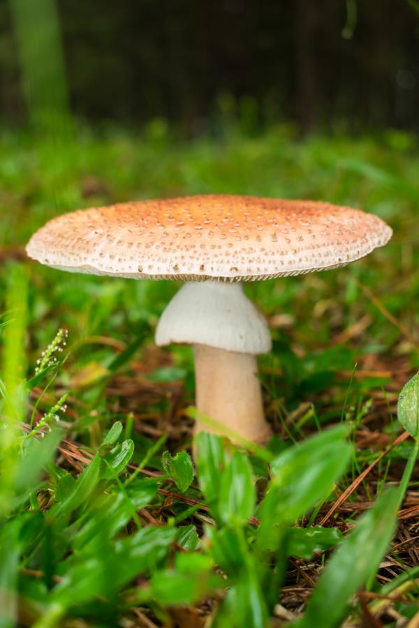 Amanita rubescens