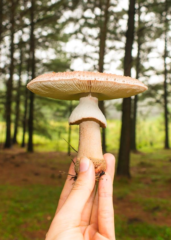 Cogumelo Amanita rubescens