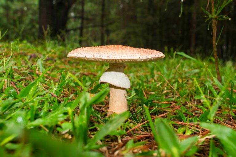 Caça aos cogumelos na Serra Gaúcha | Pleurotus, Macrolepiota, Suillus e mais