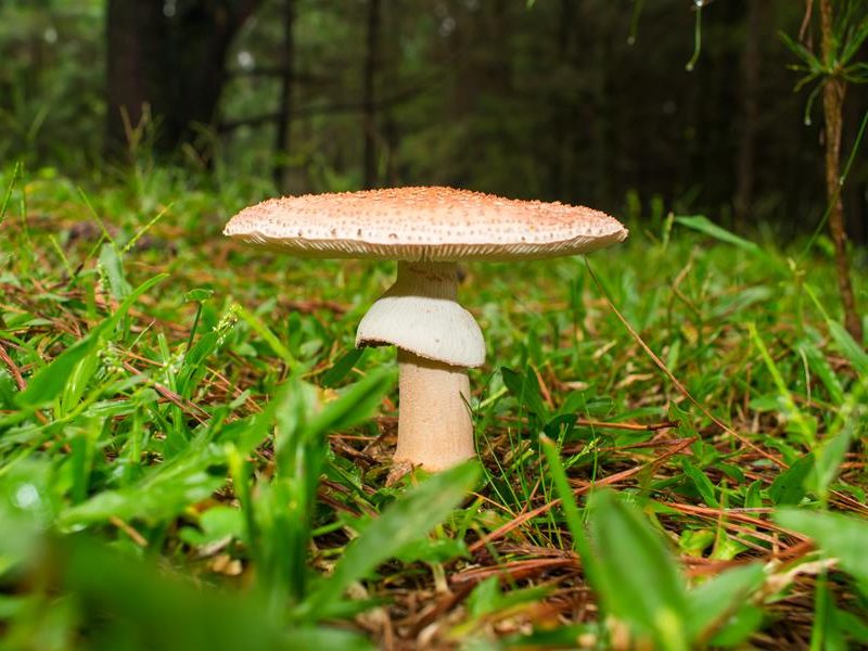 Caça aos cogumelos na Serra Gaúcha | Pleurotus, Macrolepiota, Suillus e mais