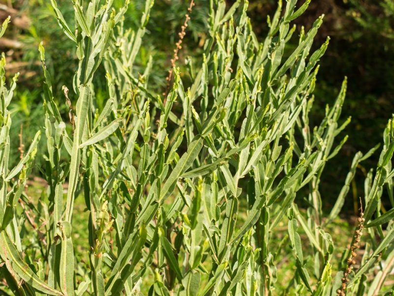 Baccharis trimera | Planta Carqueja na Serra Gaúcha