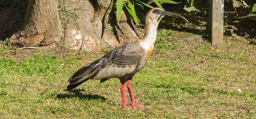 Curicaca (Theristicus caudatus)