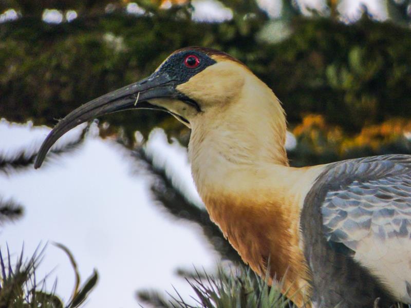 Curicaca (Theristicus caudatus)