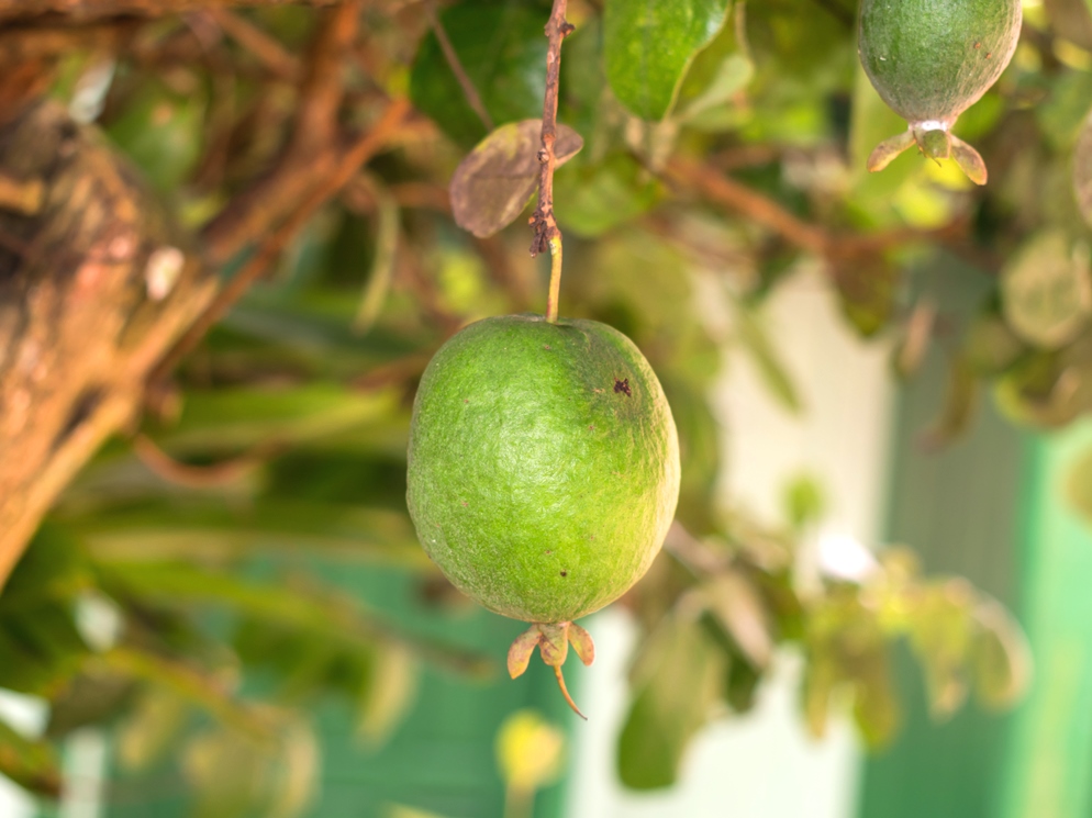 Goiaba serrana, fruta nativa do Sul | Feijoa sellowiana