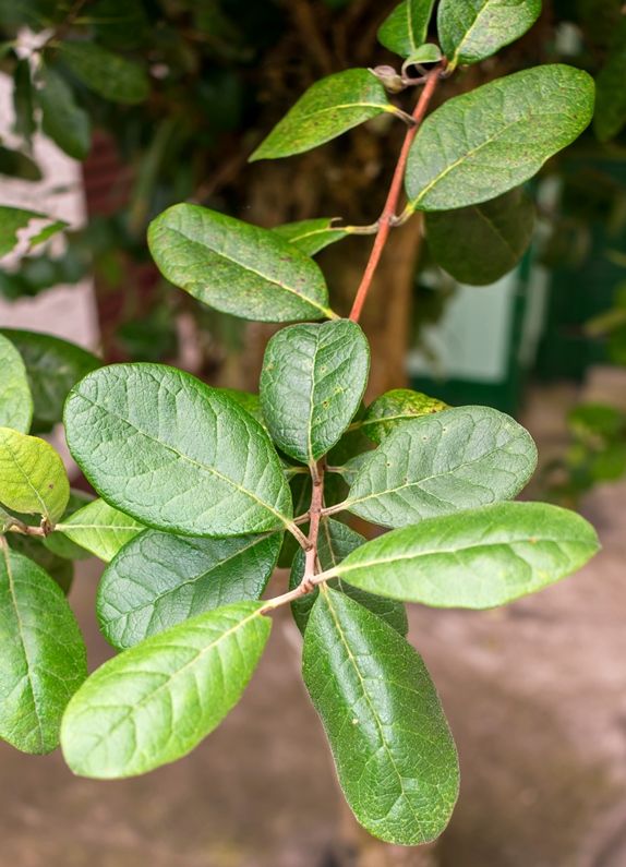 Feijoa sellowiana folhas