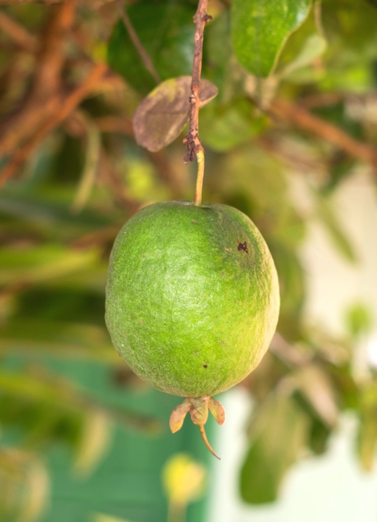 Feijoa sellowiana fruta