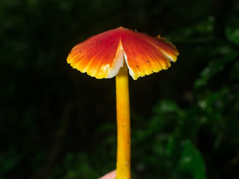 Cogumelos do gênero Hygrocybe na Serra Gaúcha