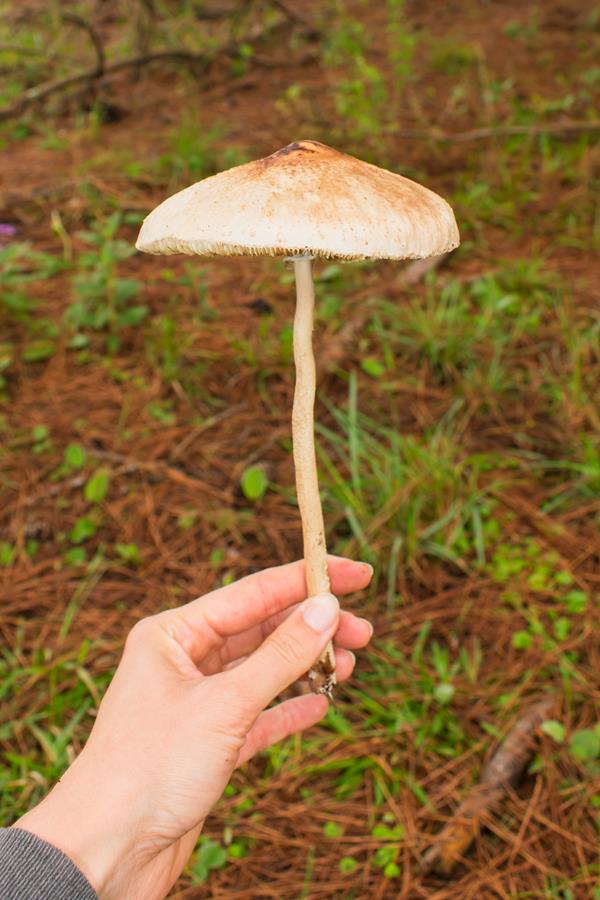 Macrolepiota