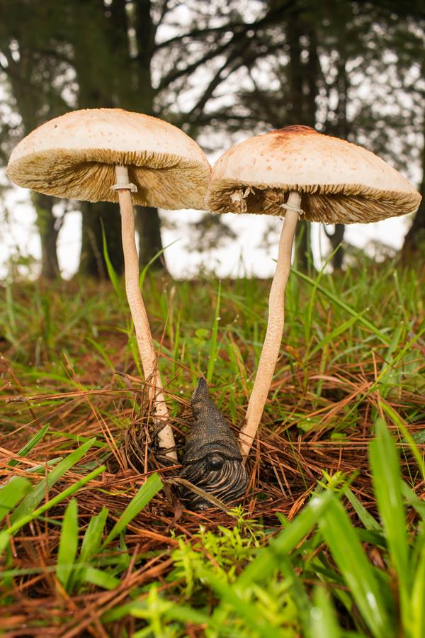 Cogumelo Macrolepiota