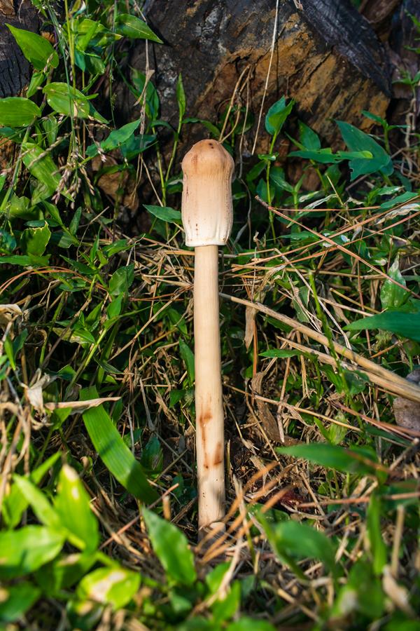 Macrolepiota capelariae jovem