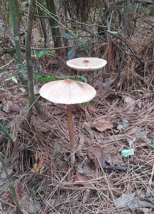 Cogumelo Macrolepiota capelariae 