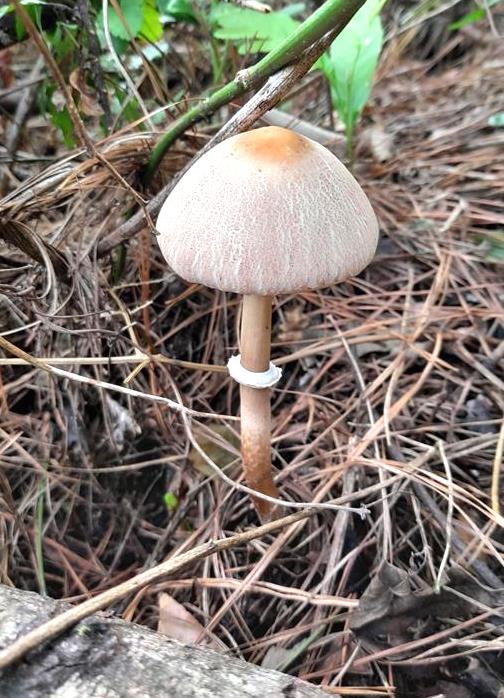 Cogumelo Macrolepiota capelariae 