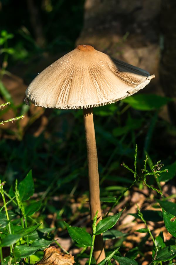 Macrolepiota capelariae