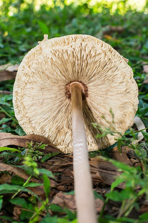 Macrolepiota capelariae himenóforo