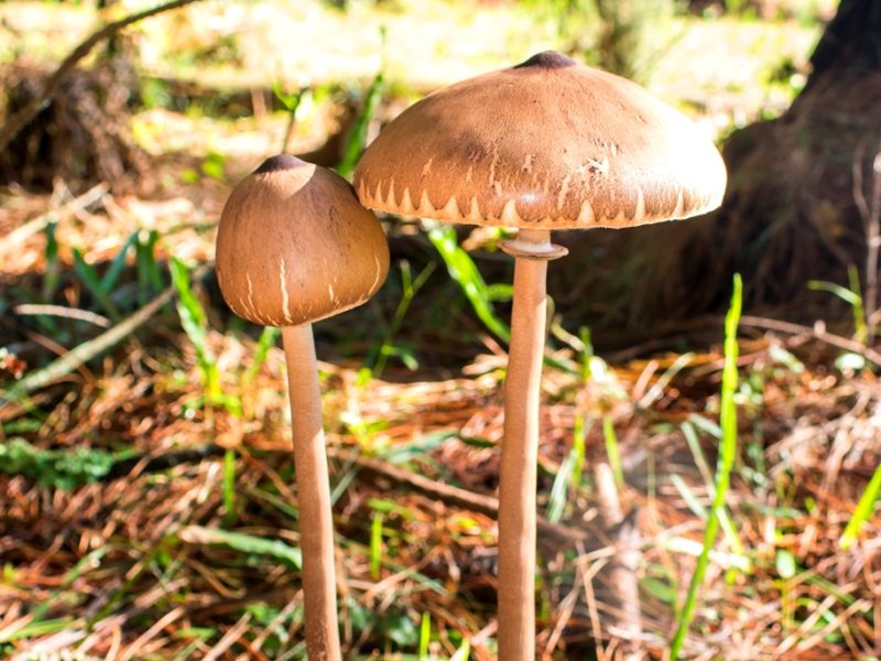 Cogumelo Macrolepiota capelariae