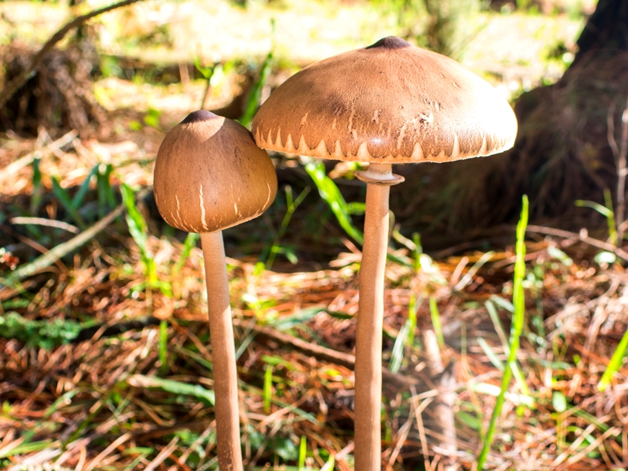 Macrolepiota capelariae | Cogumelo comestível da Mata Atlântica