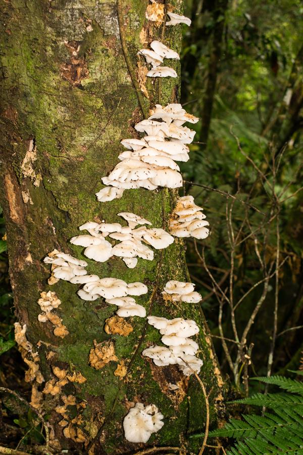 Pleurotus albidus