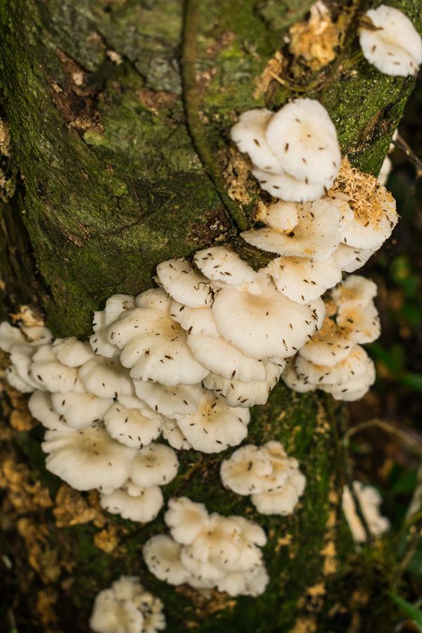 Pleurotus albidus