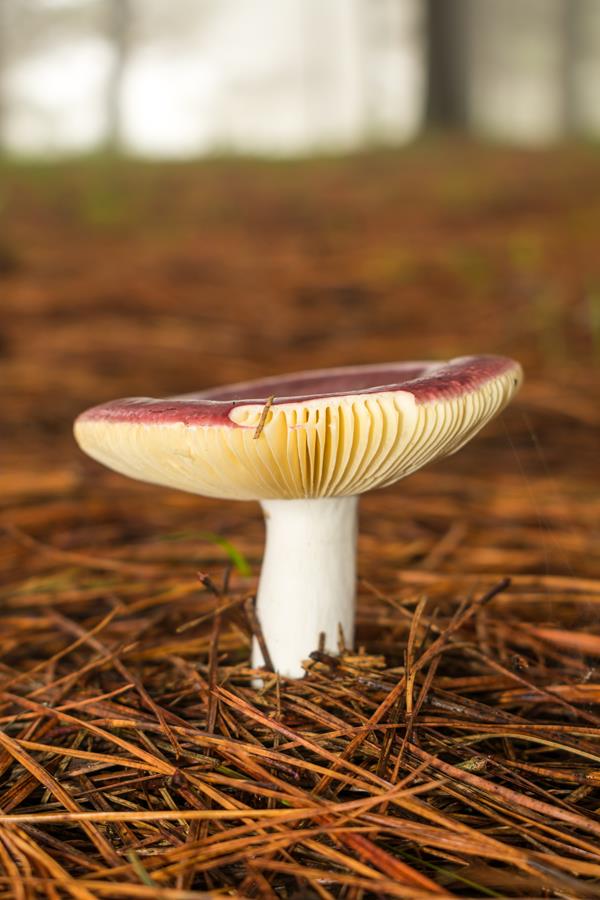 Cogumelo Russula sardonia