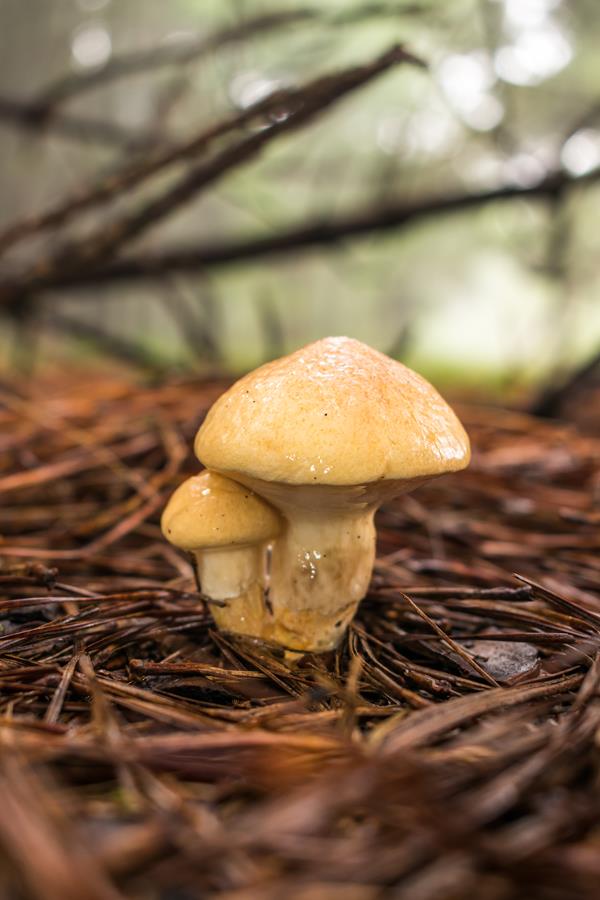 Cogumelo Suillus salmonicolor