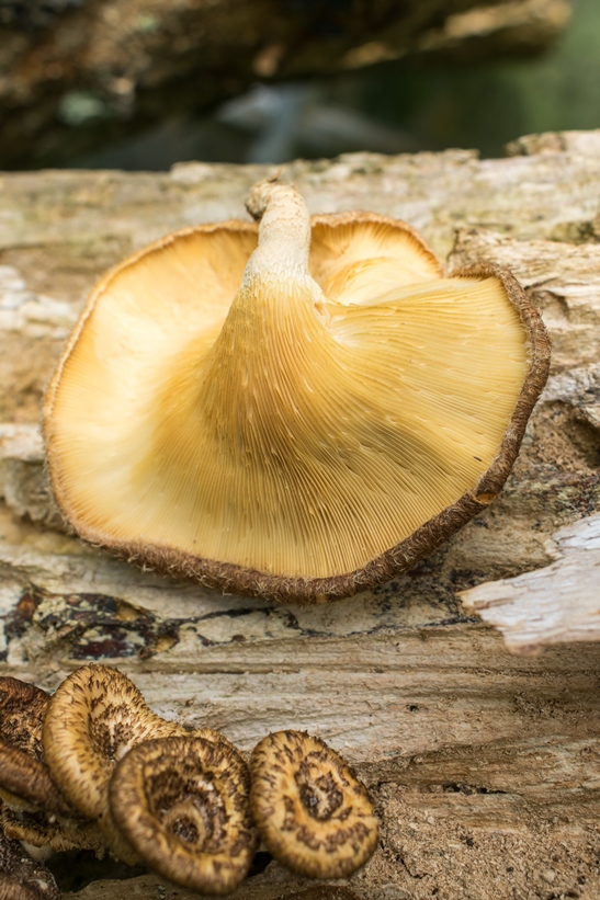 Lentinus sp.