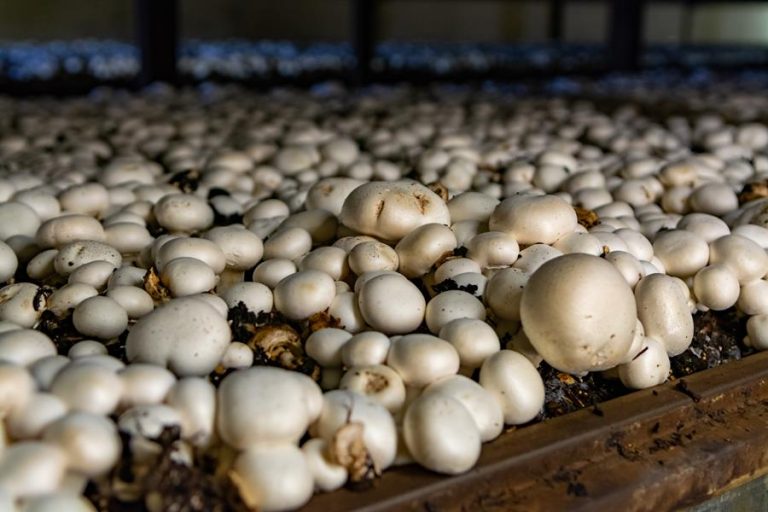 O Cultivo de Cogumelos Comestíveis no Brasil | Fungicultura