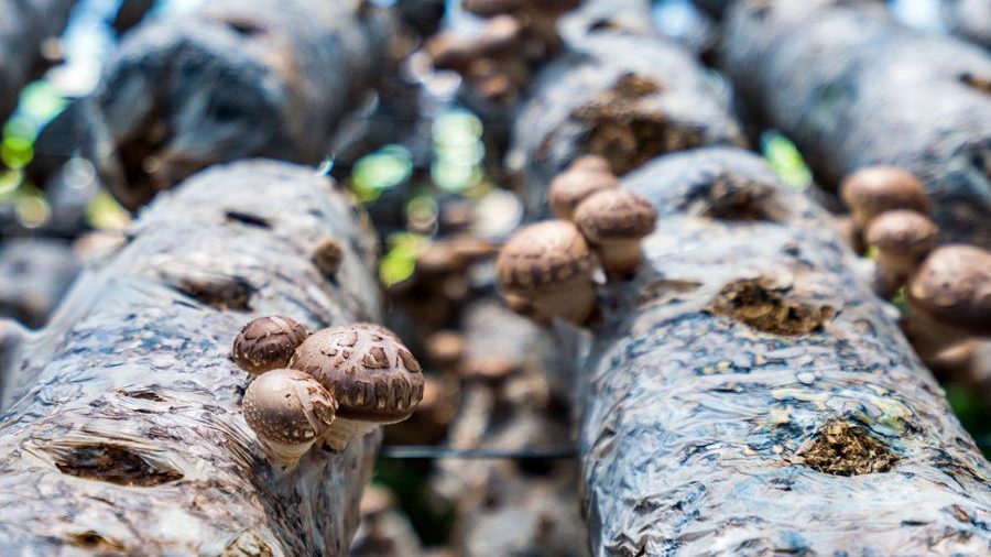 Cultivo de cogumelos em toras