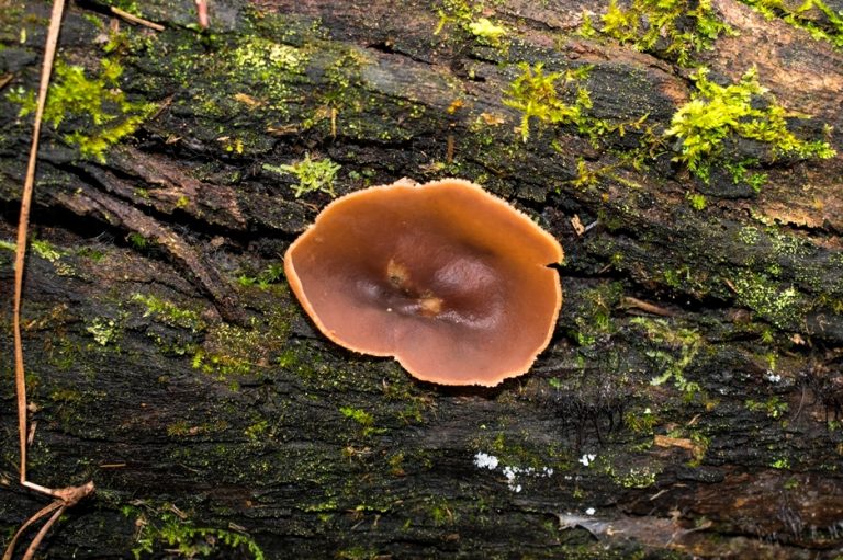 Peziza sp. | Fungo raro na Serra Gaúcha